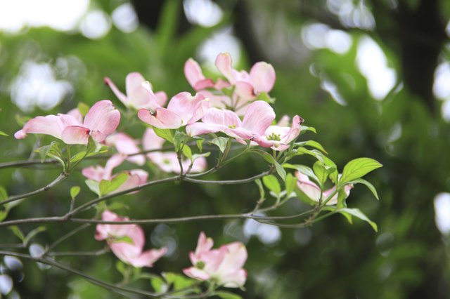 Flowering dogwoods bloom in spring and come in both white and pink colors.