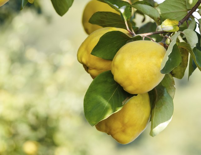 The size, shape and color of quince fruits depends upon the quince tree variety.
