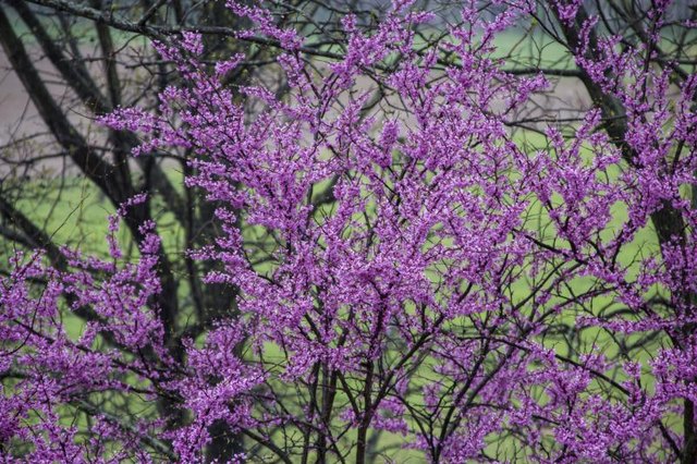 how big do redbud trees get with pictures ehow how big do redbud trees get with pictures ehow