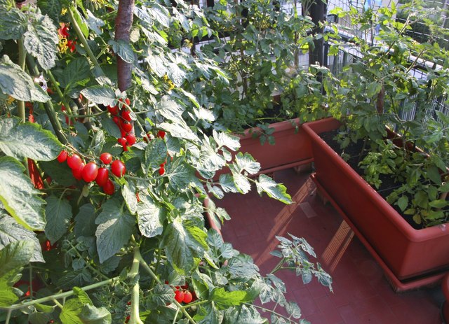 Tomato plants flourish on sunny balconies.