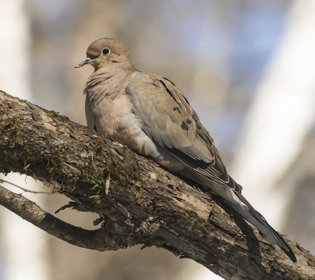 Ways to Get Rid of Mourning Doves Ways to Get Rid of Mourning Doves