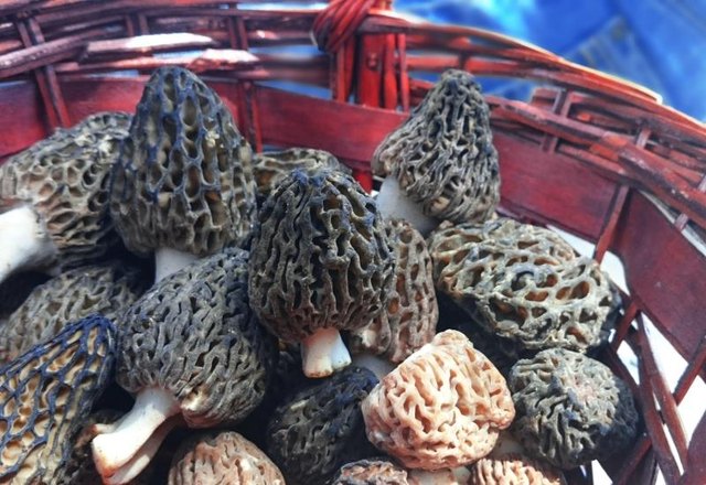A basket of morel is a treasure.