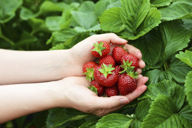 Day-neutral berries will continue producing into fall -- and beyond in some climates..