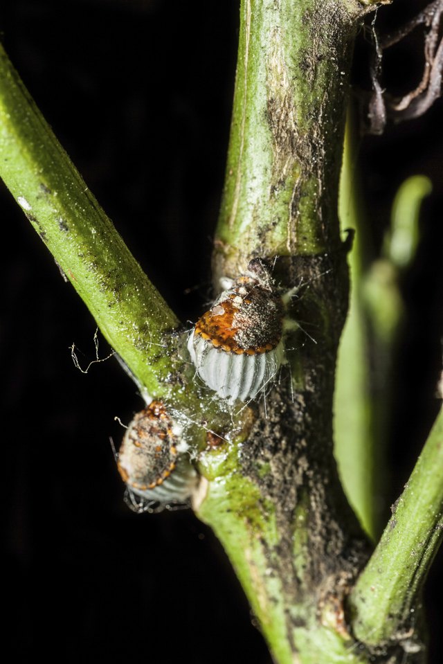 two citrus snow scales on stem
