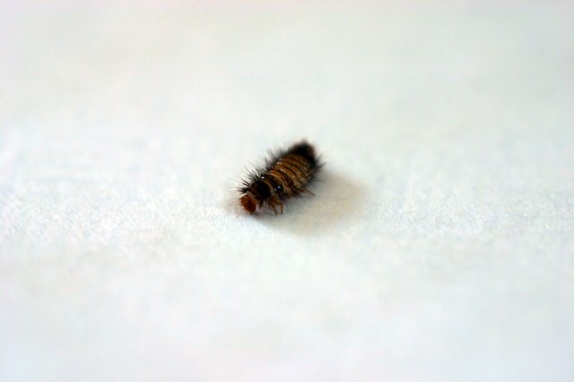A close-up of the larvae of a carpet beetle.