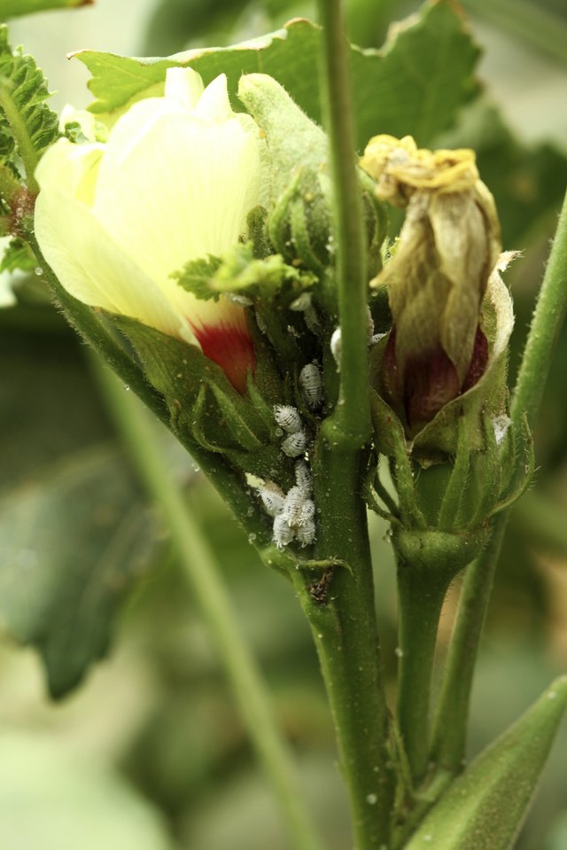 whitefly larvae on plant