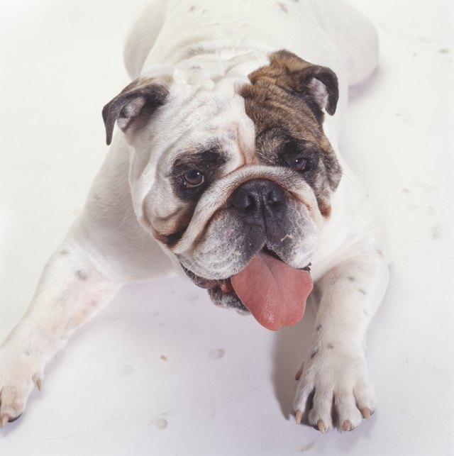 Some Bulldogs can weigh up to 125 pounds.
