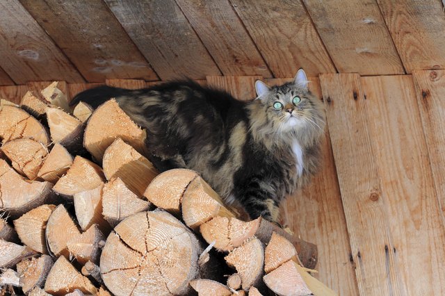 A Norwegian forest cat on the log pile in a shed.