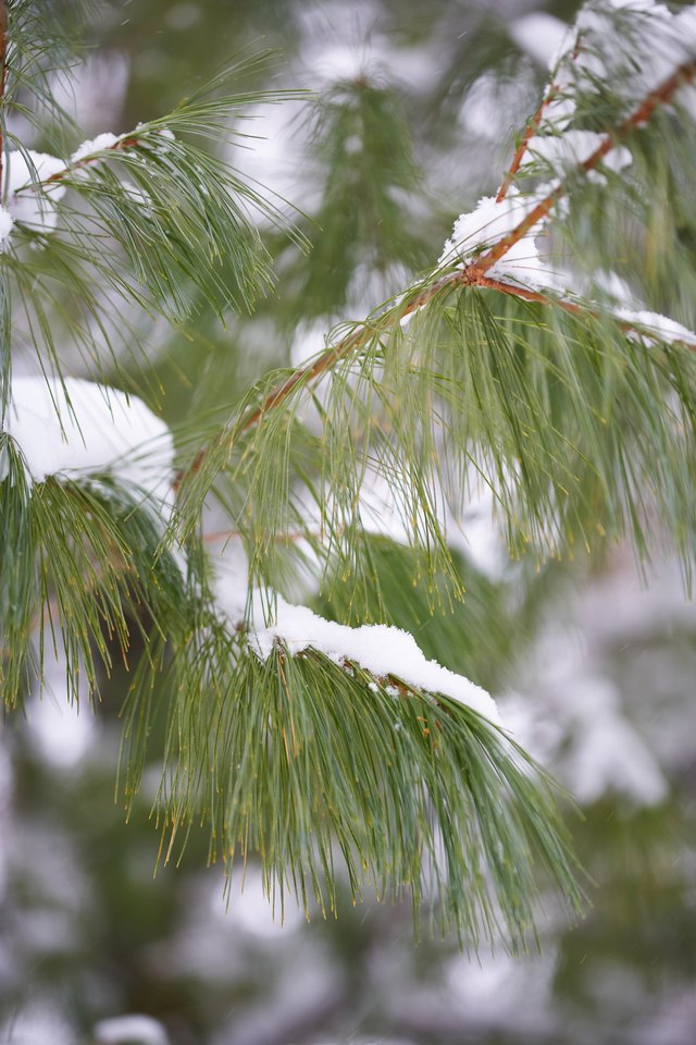 Eastern white pine.