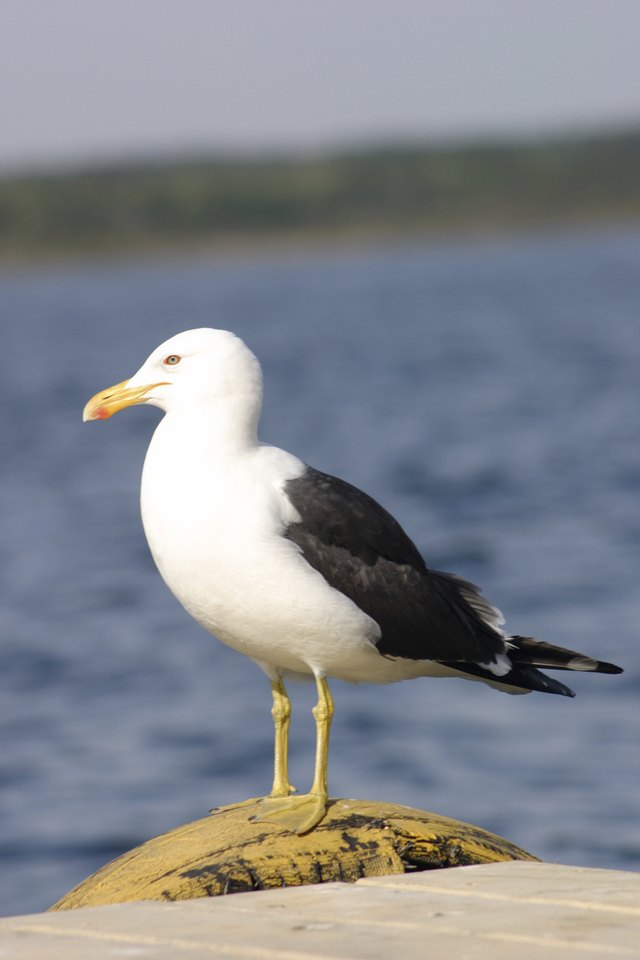 Seagull on pier