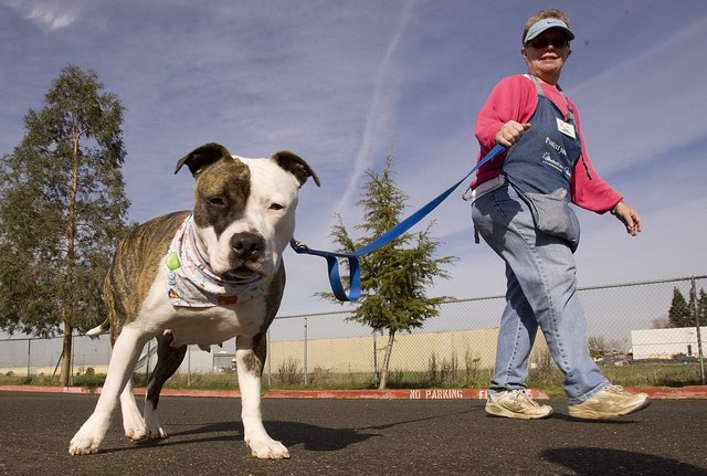 A Staffordshire Terrier goes for a walk in Sacramento California.