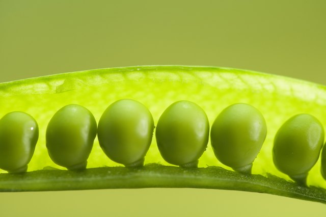 Garden peas are eaten fresh or dried for storing.