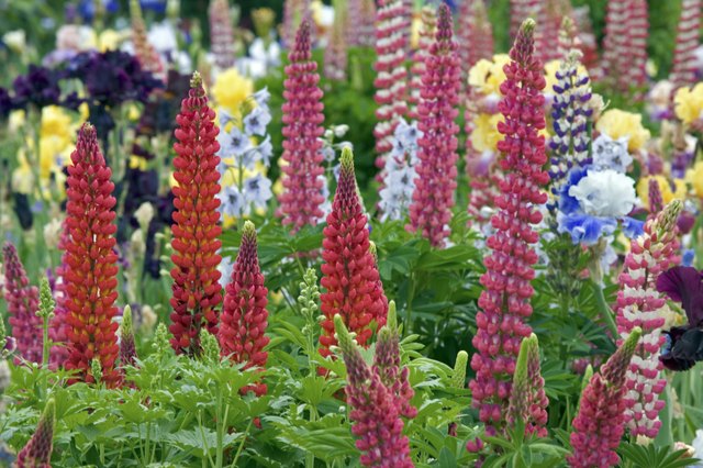 Removing lupine flowers as they fade helps conserve the plant's vigor.