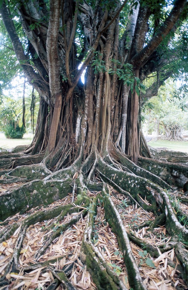 Tree roots can cause problems when they grow where they aren't wanted.