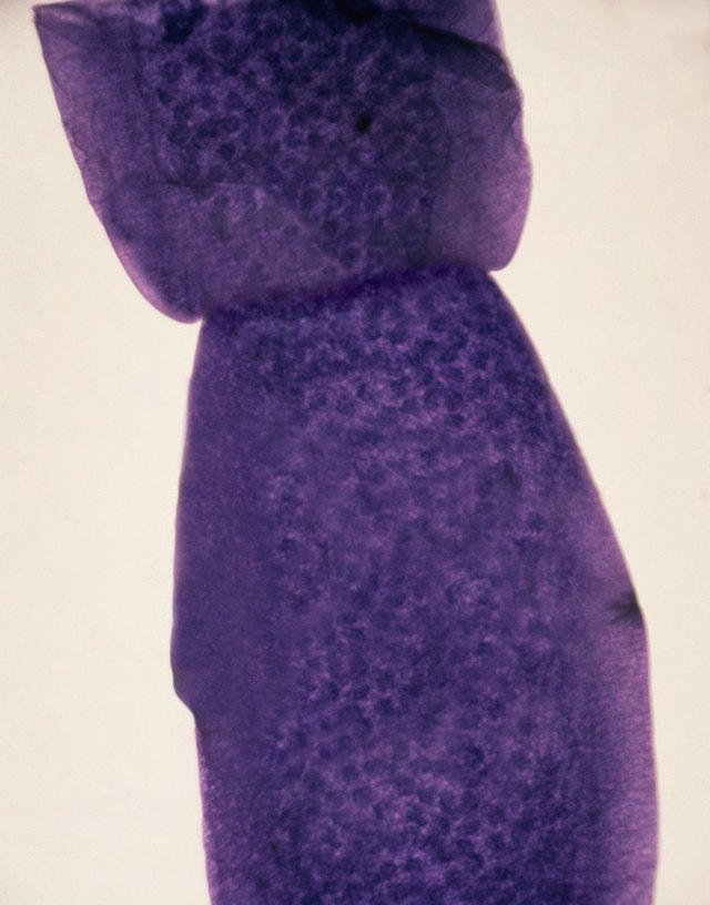 Microscopic image of tapeworm. Microscopic image of tapeworm.