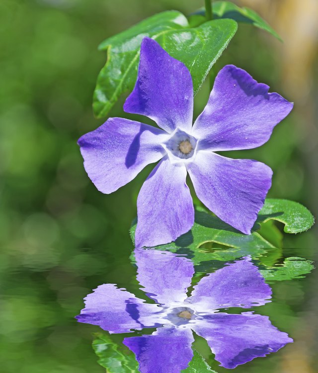 the periwinkle is a source of the valuable mineral vincristine
