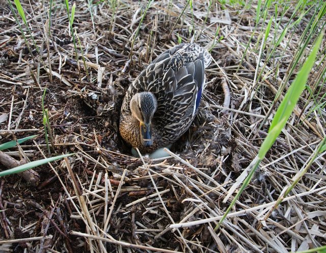 The down from the female eider duck is the most prised of all.