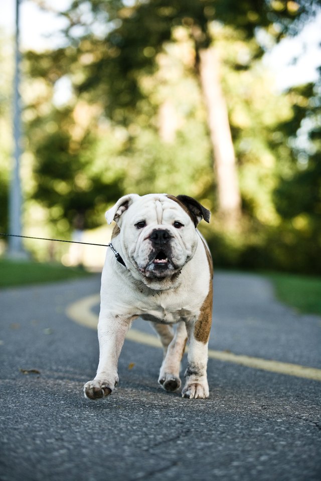 This bulldog and pit bulls are two distinct breeds. This bulldog and pit bulls are two distinct breeds.