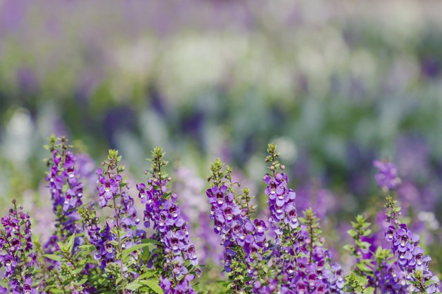Angelonia blooms in summer heat with violet-blue flowers.