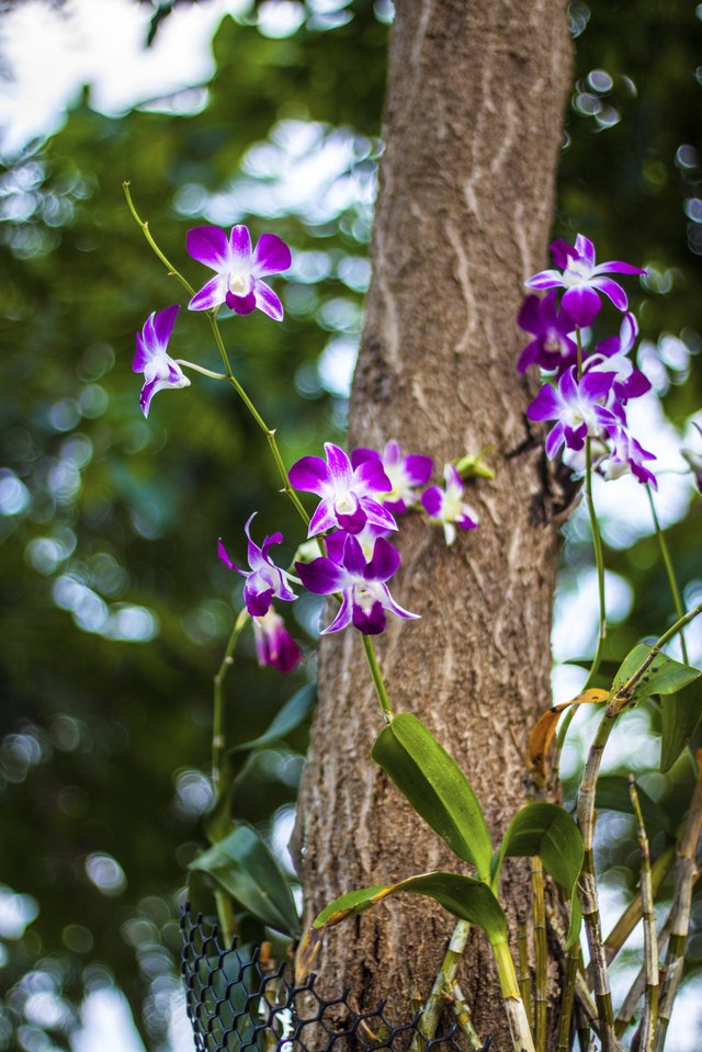 Orchids are distinctive because of their stamens and pistils.