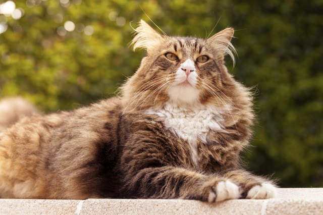 A Maine coon sitting on a garden wall outside.
