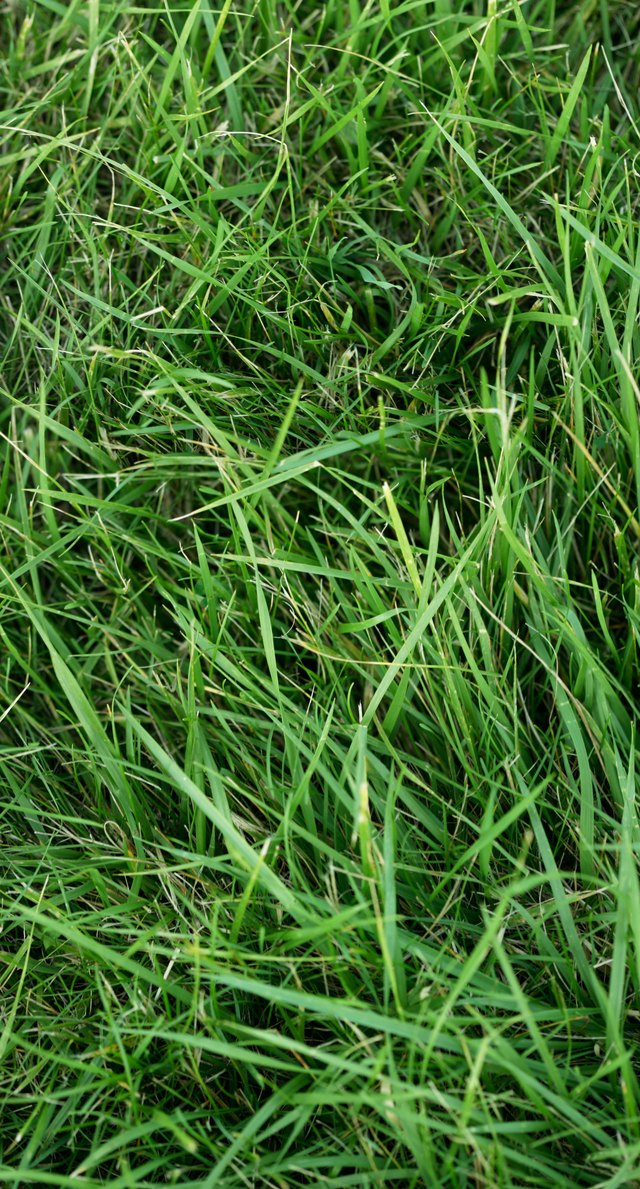Close-up of crabgrass
