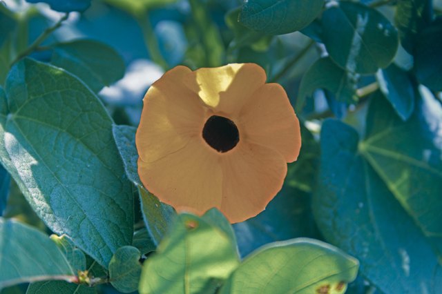 Black-eyed Susan is a fence climber that enjoys morning sun.