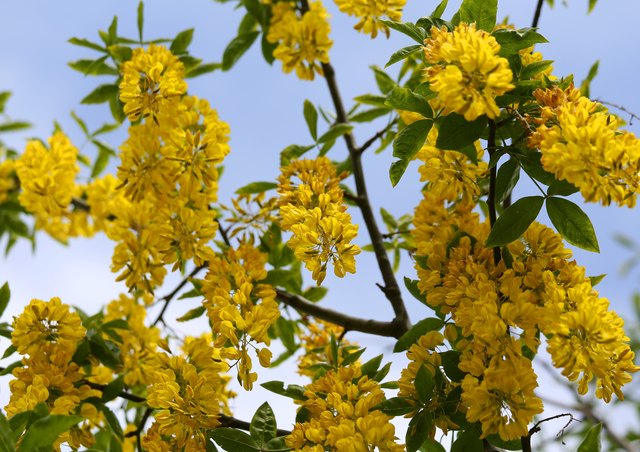 Fall seedpods follow laburnum blooms.