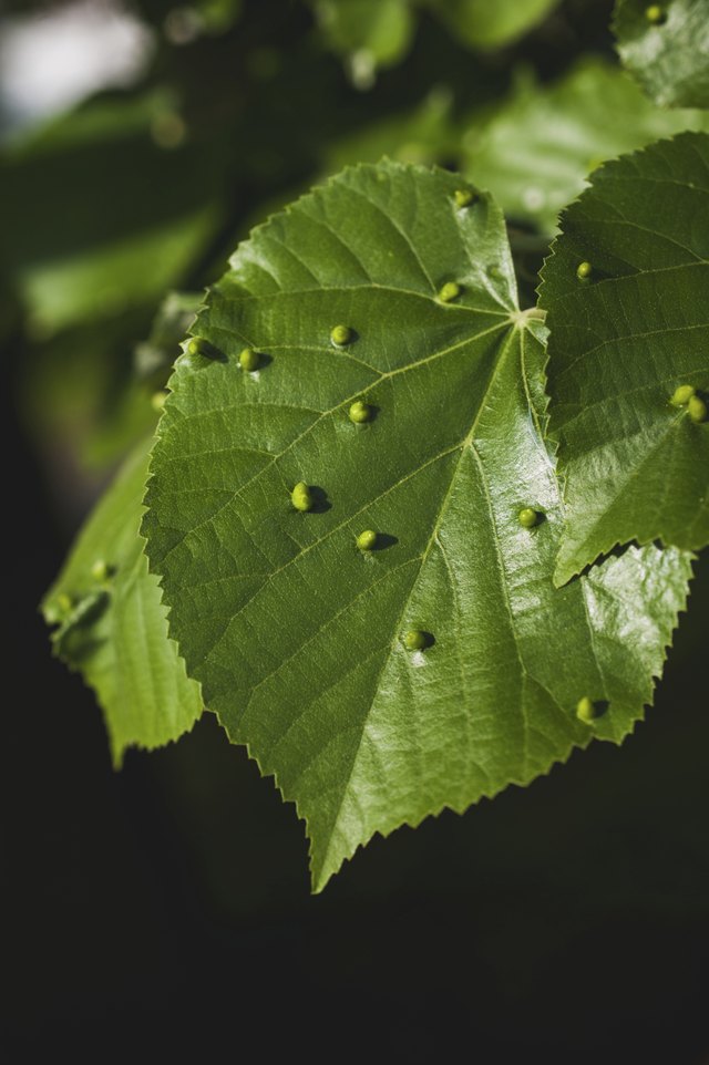 many citrus rust mites on leaf