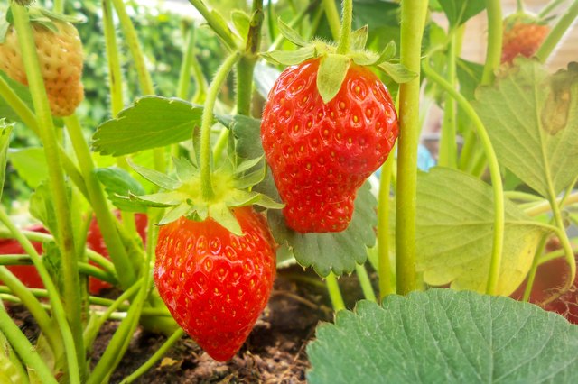 June-bearing plants yield large berries for several weeks.