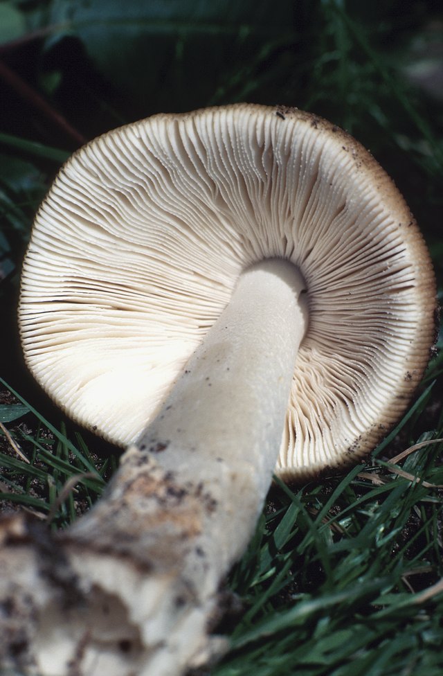 How to Identify Wild Psilocybin Mushrooms (with Pictures ...