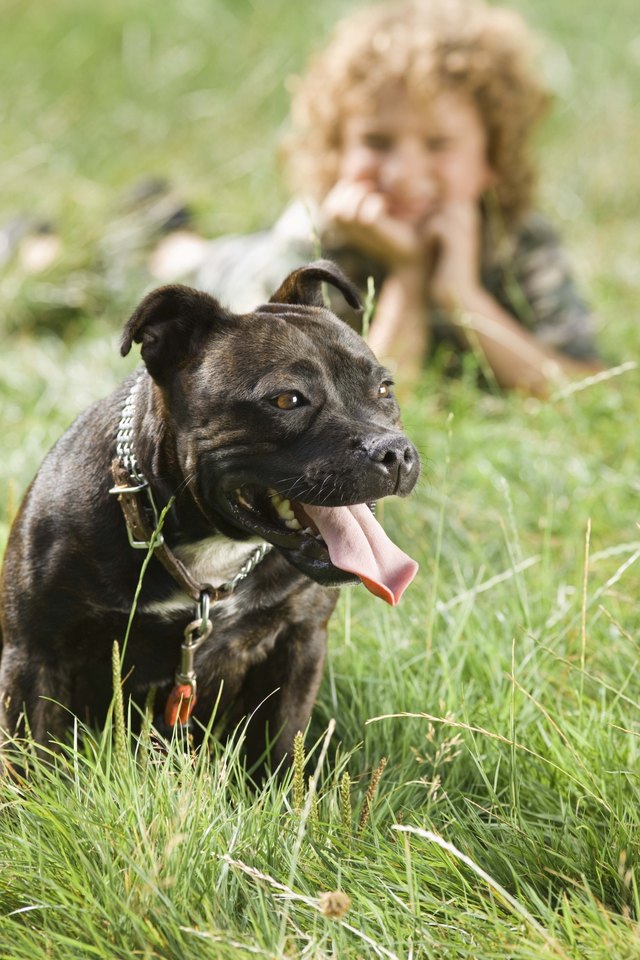 Pitt Bulls can be gentle around people when raised properly.