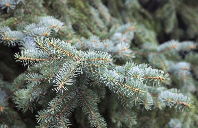 The bluish needles on the Colorado blue spruce remain year round and provide winter interest.