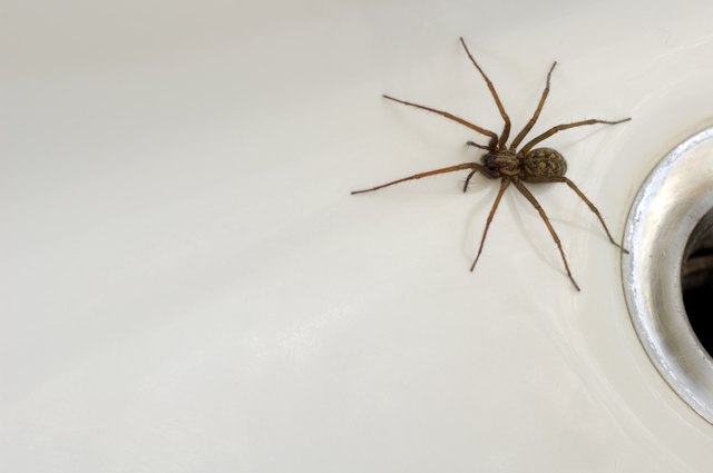 A common house spider in the bathtub.