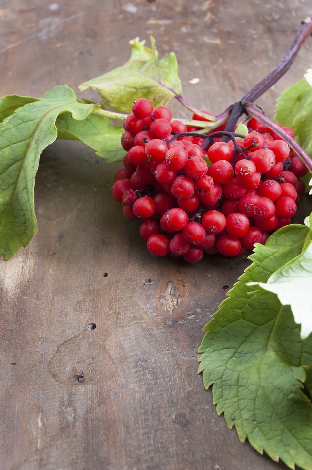 A close-up of a red elder berry leaf on wood.