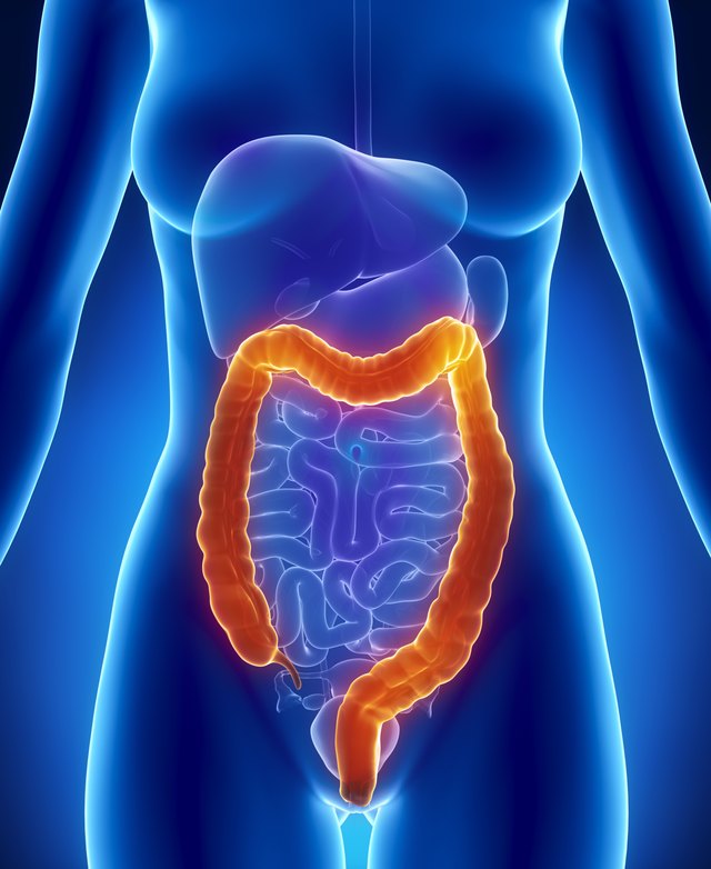 Large intestine