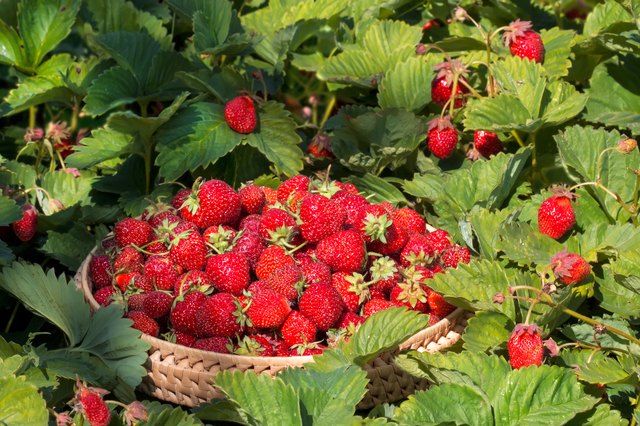 Pick the sweetest strawberries from your own garden.