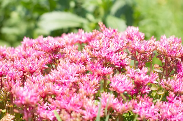 Colorful sedums are a favorite of bees and other pollinators.