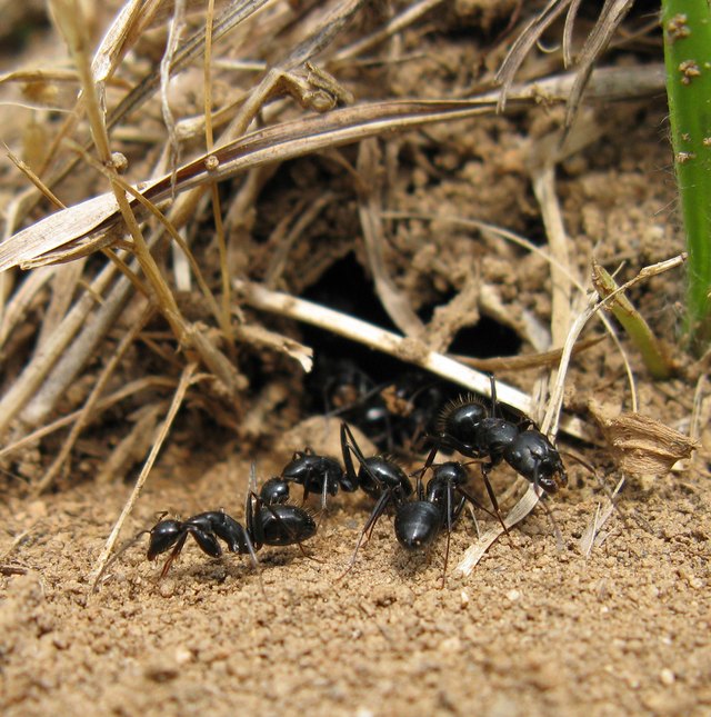 black ant colony