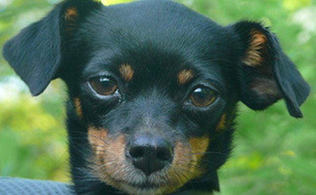 Dogs barking and noisy background conversations are common ambient noise interruptions.