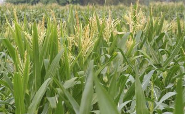 Corn field that will be used for ethanol fuel.