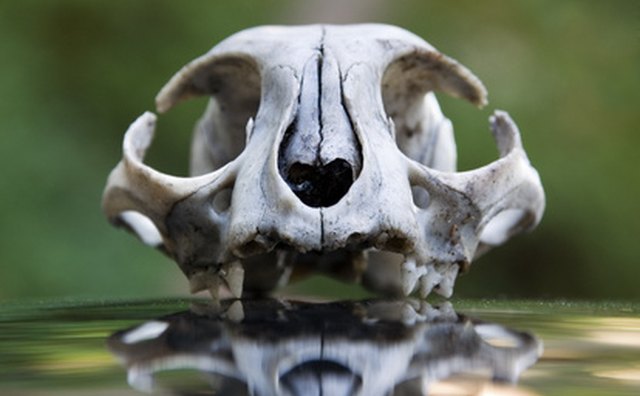Skulls, blood and candlelight imagery emerge in