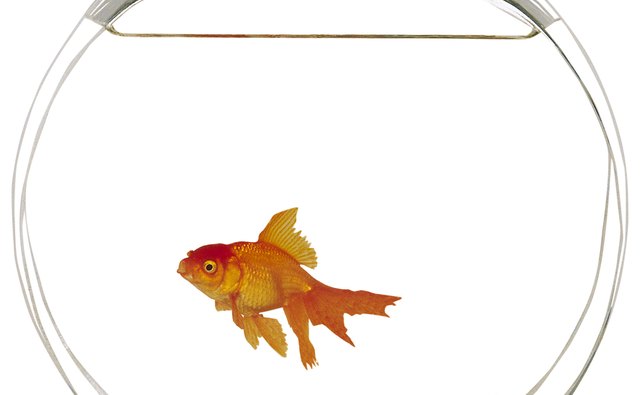 Attach directions for feeding the fish.