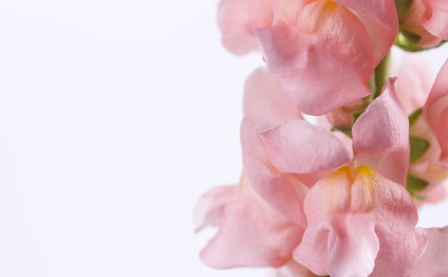 Pink snapdragons show incomplete dominance.