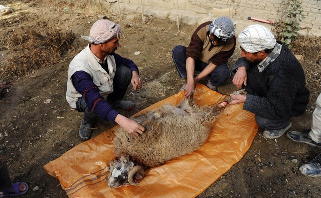 Afghans prepare a ram for Eid al-Adha.