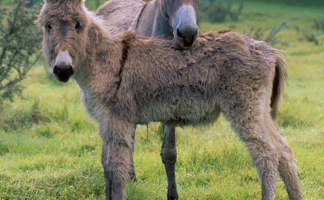 Donkey