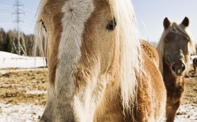 Choose one pony or several, depending on your guest list.
