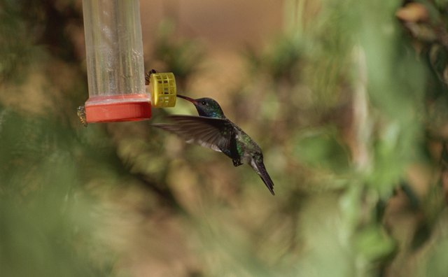 Even a simple hummingbird feeder placed outside the kitchen window is a big attraction to a toddler.