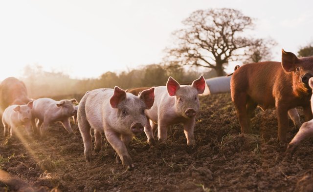 Globally, the domestic pig is one of the most important sources of meat for human consumption.