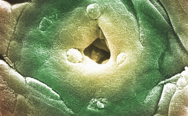 Scanning electron microscopy can provide a 3D image of an object's surface.